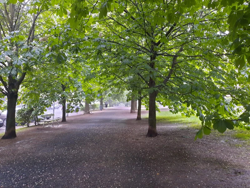 Vanha tammi suojaisassa metsässä — lastensuojelun koulutus sosiaalityön ammattilaisille